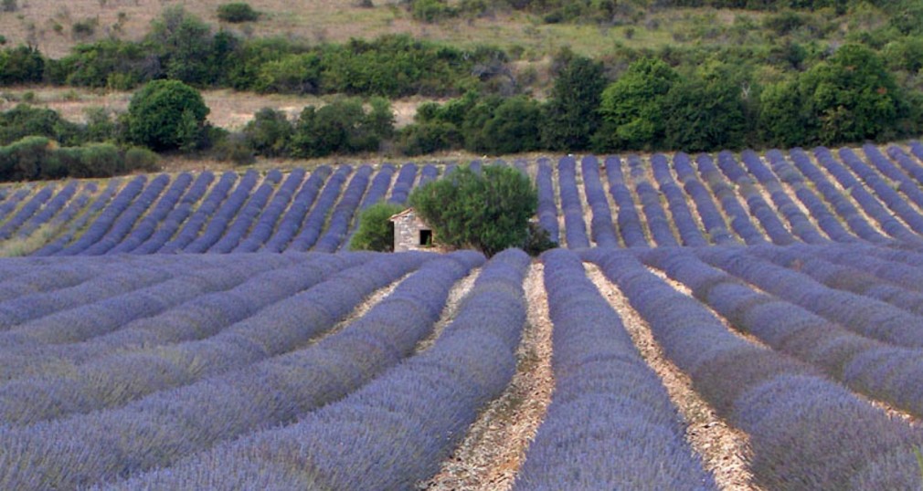 Alii Kula Lavender Farm