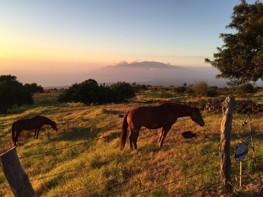 UpCountry Maui